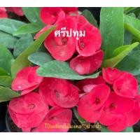 ราคา โป๊ยเซียน ศรีปทุม (11376644323)