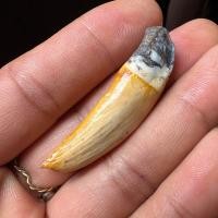 ราคา เครื่องรางของทนสิทธิ์ เขี้ยว มู โปร่งฟ้า 11 11 (14340490693)