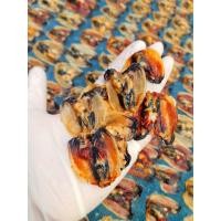 ราคา หอยแมลงภู่ตากแห้ง หอยตากดราย หอยแห้ง คัดเกรด ไม่เค็ม ทำใหม่ วันต่อวัน (21233846451)