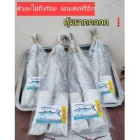 ราคา ปลาอินทรีย์เค็ม ชนิดไม่เค็มมาก 450 500กรัม ปลาอินทรีย์ทั้งตัว ปลาอินทรีย์แดด ปลาอินทรีย์สด ปลาอินทรีย์ทอดเค็ม ปลาอินทรีย์กรอบ (9898040750)