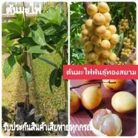 ราคา ต้นมะไฟทองสยาม มะไฟหวาน ส้มไฟ ผลไม้พื้นบ้าน รสหวาน ผลดก กิ่งตอน ต้นสูง70 80เซน 1ต้น (14489482263)