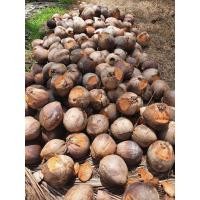 ราคา มะพร้าวแกงชุมพร2 มะพร้าวแกง3ปี มะพร้าวแกงต้นเตี้ยสายพันธุ์ดี ลูกใช้สำหรับเพาะพันธุ์ (11860454298)