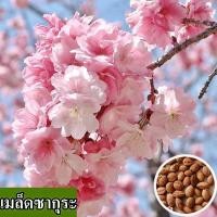 ราคา พร้อมส่ง ง่ายต่อการปลูกเมล็ดพันธุ์ซากุระ 100 เมล็ดพันธุ์ซากุระแพ็ค 30 ต้นซากุระ มงคลบอนไซ เมล็ดพันธุ์ดอกไม้ที่สวยงาม พันธุ์ดอกไม้บอนไซ เมล็ดพันธุ์ดอกซากุระปลูกในสวน เมล็ดพันธุ์พืชสวนกระถางทั่วไทย (211
