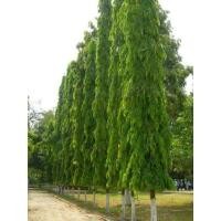 ราคา ต้นกล้าอโศกอินเดีย ชุด10ต้น 450บาท (19274492531)