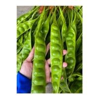 ราคา สดจากฟาร์ม สะตอใต้ สะตอใต้สดแบบฝัก 1 แพ็ค 6 ฝัก ราคา ส่ง ถูก (21030696966)