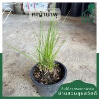 ราคา หญ้าน้ำพุ 11 นิ้ว ไม้แดดประดับสวน (20942524912)