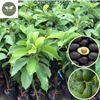 ราคา ต้นจากเมล็ดสูง 60 80 ซม ต้นโวคาโด Hass อะโวคาโด Hass ผิวหยาบ สีเขียวเข้ม เนื้อแห้งสีครีม กลิ่นหอมเกาลัด มีคุณค่าทางโภชนาการสูง (21099001261)