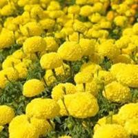 ราคา เมล็ดพันธุ์ ดาวเรือง มหาโชค สีเหลือง 50 เมล็ด ดอกใหญ่ ให้ผลผลิตสูง สำหรับตัดดอกจำหน่าย ร้อยมาลัย ใส่แจกัน จำหน่ายโดยร้าน dddOrchids (403258572)