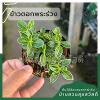 ราคา ข้าวตอกพระร่วง กระถาง 3 นิ้ว (20960858760)
