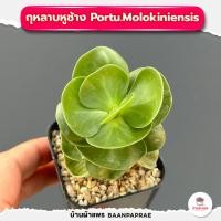 ราคา รวมกุหลาบหินและไม้อวบน้ำ กระถาง2นิ้ว หลายสายพันธุ์ ส่งทั้งกระถาง cactus succulent (21103653223)