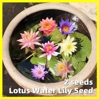ราคา เมล็ดพันธุ์ ดอกบัวน้ำ Mini Lotus Water Lily Seed บรรจุ 2 เมล็ด Random Color Lotus Water Lily Seed Flower Seeds for Hydroponics Indoor Live Plants บอนสี บอนไซ บัวแคระ เมล็ดดอกไ เมล็ดดอกไม้ บอนสีราคาถูก