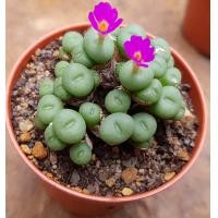 ราคา 10 เมล็ด Conophytum โคโนไฟตัม กระบองเพชร ไม้อวบน้ำ กุหลาบหิน แคคตัส สายพันธุ์ minutum (20558154824)
