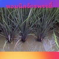 ราคา พันธุ์ข้าวหอมนิลจักรพรรดิ์ ชุด1กก (4443746249)