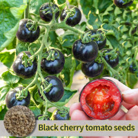 ราคา ปลูกง่าย ปลูกได้ทั่วไทย เมล็ดสด 100 เมล็ดพันธุ์ มะเขือเทศ เชอรี่สีดำ Black Cherry Tomato Seeds บรรจุ 100 เมล็ด เมล็ดพันธุ์ผัก ผักสวนครัว ต้นไม้มงคล เมล็ดบอนสี ต้นผลไม้ บอนไซ พันธุ์ผัก เมล็ดผัก เมล็ดพั
