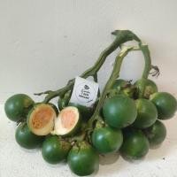 ราคา betel nut areca nut หมากสด หมากเคี้ยว หมากส่งตรงจากสวน หมากชุมพร หมากคละหน้า หมากฝาด ขายเป็นชุด 40 ลูก 40pc (20683747308)