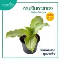 ราคา หาบเงินหาบทอง กระถาง 3 นิ้ว ต้นไม้มงคล ต้นไม้ฟอกอากาศ (21029040513)