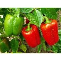 ราคา เมล็ดพันธุ์ พริกหวาน 1 กรัม ตรา ม้ารุ้ง พริกยักษ์หวาน เขียวแดง sweet pepper เมล็ดพริก พริกหวาน (20916515621)