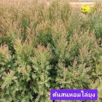 ราคา ต้นสนหอมไล่ยุง สนหอม ต้นสนกันยุง สนหอมไล่ยุง ต้นไม้กันยุง ต้นไม้ไล่ยุง 1ต้น (16253495970)