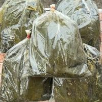 ราคา ใบพลูนึ่ง 1 kg ใบพลูนึ่งหมาก က မ ရ က ပ င ၁ က လ (20952207656)