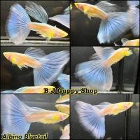 ราคา อัลบิโน่ บลูเทล แถม อาหารปลาหางนกยูง ไฮเกรด ทุกกล่อง (21366187810)