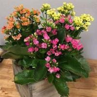 ราคา 30 เมล็ดพันธุ์ เมล็ด กุหลาบหินดอกซ้อน ไม้อวบน้ำ กุหลาบหิน Kalanchoe blossfeldiana Seed อัตราการงอกสูง 80 85 (11650888857)