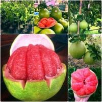 ราคา กิ่งพันธุ์ ส้มโอทับทิมสยาม ต้นเสียบยอดพันธุ์แท้ 30 40 cm มีรากแก้ว ปลูกง่ายโตไว ต้นแข็งแรง รากเดินเต็มถุงชำลงพร้อมปลูก (20383106071)