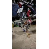 ราคา ใข่ชื้อไก่พม่าไซ่ง่อน (19955775533)
