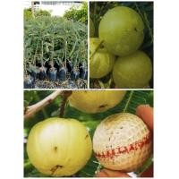 ราคา ต้นมะขามป้อมอินเดีย ต้นมะขามป้อม มะขามป้อมยักษ์ ทวายยักษ์ พร้อมปลูก จัดส่งพร้อมถุง 6 นิ้ว ลำต้นสูง 80 ซม (20968807249)