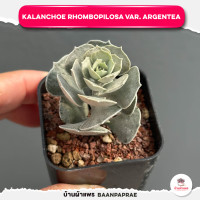 ราคา รวมกุหลาบหินและไม้อวบน้ำ กระถาง2นิ้ว หลายสายพันธุ์ ส่งทั้งกระถาง cactus succulent (17332200721)