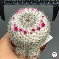 ราคา แมมแม่เฒ่า แมมฮาเนียน่า Mammillaria Hahniana แคคตัส กระบองเพชร cactus succulent (4643806452)