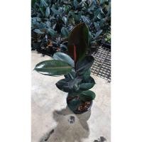 ราคา ยางอินเดียดำ ต้นใหญ่ ในกระถางพร้อมตั้ง (17298233701)