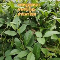 ราคา ตดหมูตดหมา กระพังโหม ย่านพาโหม กิ่งสดทั้งเถาว์ สำหรับต้มดื่มบำรุงร่างกาย 100 กรัม (19777800433)