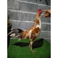 ราคา ไข่เชื้อพม่าตีหน้าหงอน (17230284685)