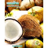 ราคา มะพร้าวแก่ ปอกเปลือก สำหรับแกง ทำขนม สดจากสวน (20725160275)