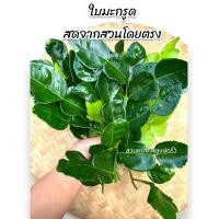 ราคา ใบมะกรูดสวน สดใหม่ทุกวัน 500 กรัม (20762956665)