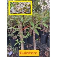 ราคา ต้นผักติ้วขาวพร้อมปลูก (12462222199)