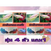ราคา สุ่มปลากัดคราวเทล กล่องใหญ่ คละสี เพศเมียไข่แน่น พร้อมรัด 4 ตัวแถม1 ตัว มีบริการเก็บเงินปลายทาง (21019124907)
