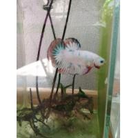 ราคา ปลากัดขาวหาง ขอบแดงเขียวดำ เพศผู้ (21326996388)