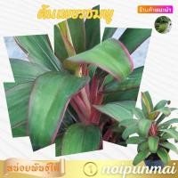ราคา ต้นเพชรชมพู กระถาง 3 นิ้ว ไม้มงคล ส่งพร้อมกระถาง (20981403684)