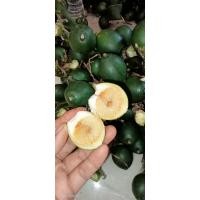 ราคา หมากอ่อนร่องน้ำหน้าเต็มเนื้อแข็งขาย15ลูก (21366335892)