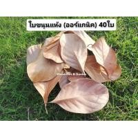 ราคา ใบขนุนแห้ง เลี้ยงIsopod 50ใบ (17502308300)