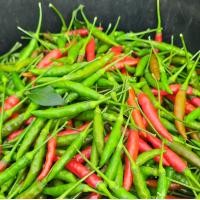 ราคา 1kg พริกขี้หนูสวน พริกสด พริกสดส่งตรงจากสวน (21363188971)