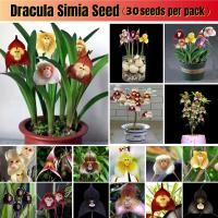 ราคา Ready Stock คุณภาพดี Multicolor Dracula Simia Seeds 30pcs bag สามารถบานในทุกฤดูกาล ไม้ประดับ กล้วยไม้ เมล็ดดอกไม้สวย บอนไซ บอนสีหายาก แต่งบ้านและสวน Plants พันธุ์ไม้หายาก พันธุ์ไม้ดอก เมล็ดดอกไม้ Seed