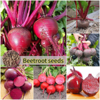 ราคา ปลูกง่าย เมล็ดสด100 เมล็ดพันธุ์ บีทรูท บรรจุ 100เมล็ด Beetroot Seeds Sugar Beets Seeds Vegetable Seeds for Planting เมล็ดบีทรูท เมล็ดพันธุ์ผัก เมล็ดบอนสี ผักสวนครัว ต้นไม้มงคล ต้นผลไม้ บอนไซ พันธุ์ผัก