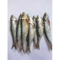 ราคา ปลาหลังเขียวแดดเดียว ปลาเค็ม ปลาหลังเขียวตากแห้ง ปลาทะเลตากแห้ง จากปัตตานีขนาด500g (16287759210)