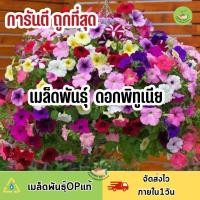 ราคา ถูกที่สุด เมล็ดพันธุ์ ดอกพิทูเนียคละสี (18820465304)
