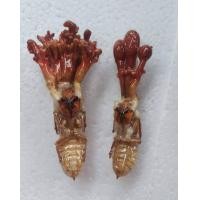 ราคา 2 ชิ้น ว่านจั๊กจั่น ว่านกวักเงิน หรือ พญาว่านต่อเงินต่อทอง ค้าขายดี เจรจาราบรื่น ของดี ควรมี ของแท้จากธรรมชาติ ป่าดิบชื้น (19904843141)