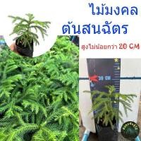 ราคา สนฉัตร Norfolk island pine หรือ House Pine สนฉัตรเพาะเมล็ด สูง 20 ซม (20888402019)