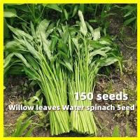 ราคา Kangkong Water Spinach Seeds ไผ่มรกต เมล็ดพันธุ์ งอกง่าย 150เมล็ด ซอง Water Spinach Plants Seeds Vegetable Seeds ผักบุ้งจีน เรียวไผ่ เมล็ดพันธุ์ผัก เมล็ดผัก ผักสวนครัว เมล็ดพันธุ์ผักบุ้งจีน ไผ่เรียกทร