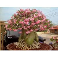 ราคา เมล็ด ชวนชม สายพันธุ์ราชินีพันดอก10 เมล็ด (14143793768)